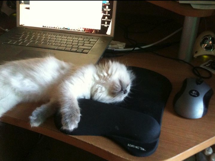 Sleeping_Kitty-20110816-135028.jpg