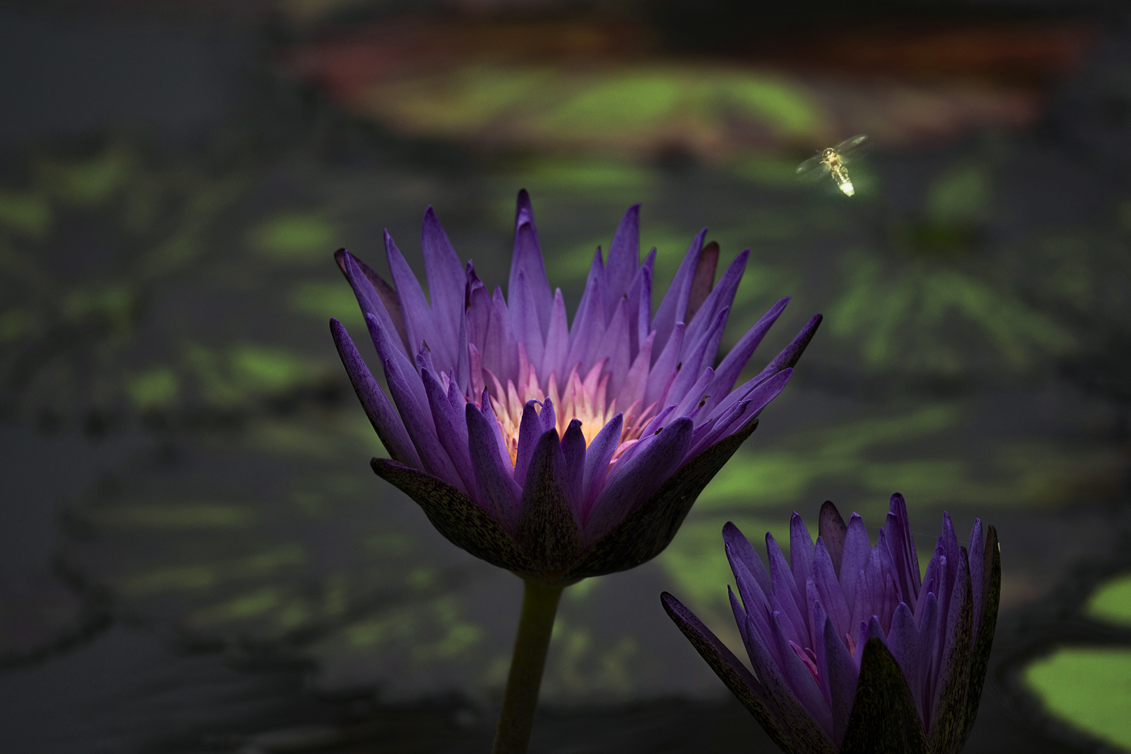 purpflowerlily.jpg