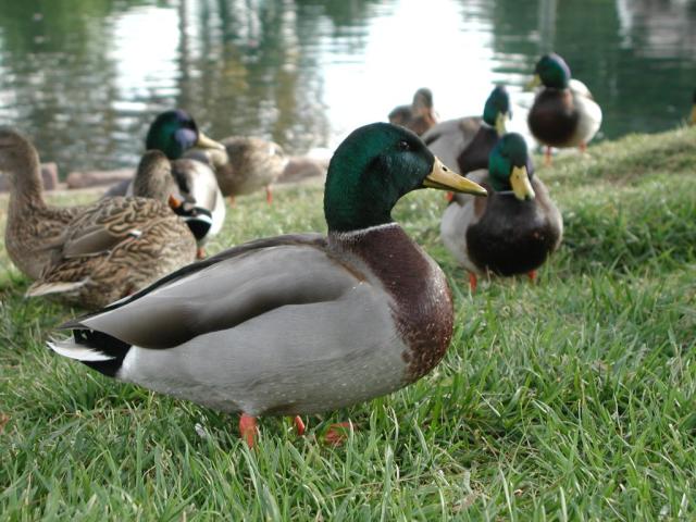 duck_640.jpg