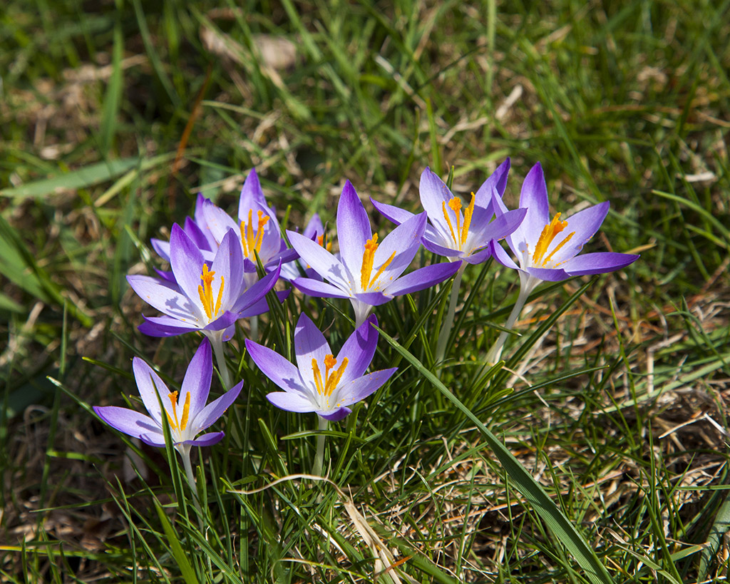 crocii11024.jpg