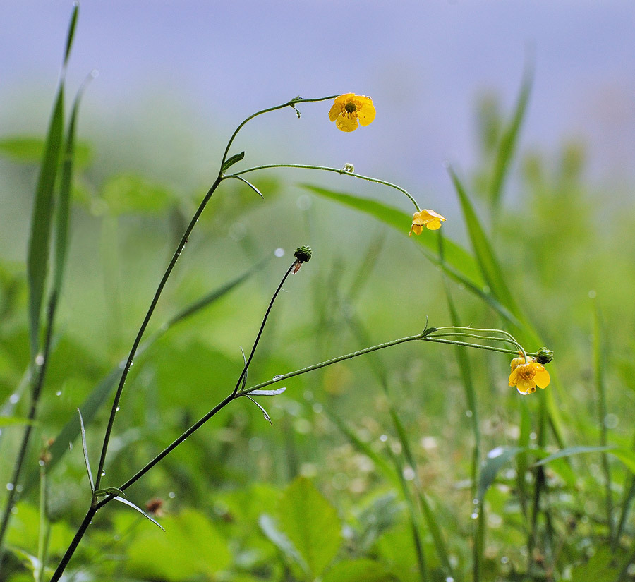 Three-Wet-flowers.jpg