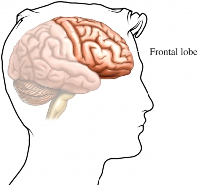 frontal_lobe.jpg