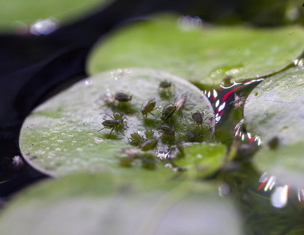 aphid2crop1024.jpg