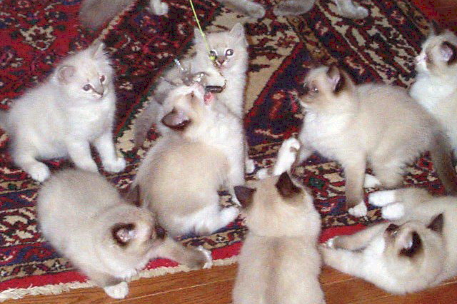 ragdoll-kittens.jpg