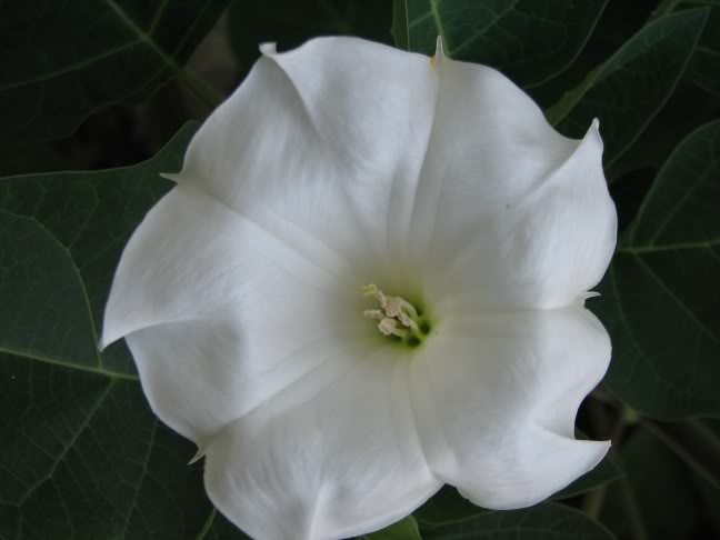 whiteflower_1.jpg