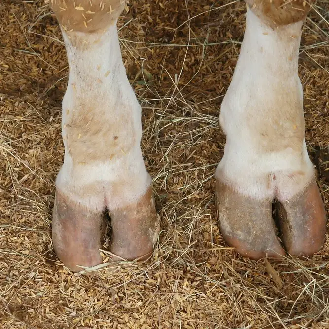 cow-hooves-for-dogs-FEATURED.jpg