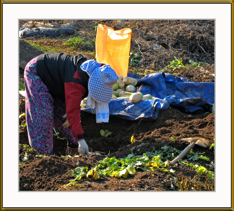 Radish-Harvest-copy.jpg