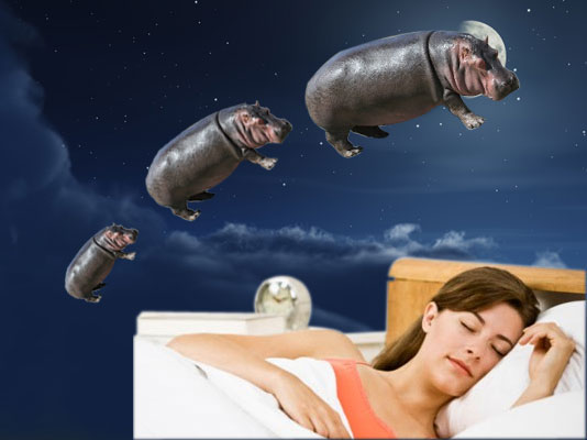 hippodreams.jpg