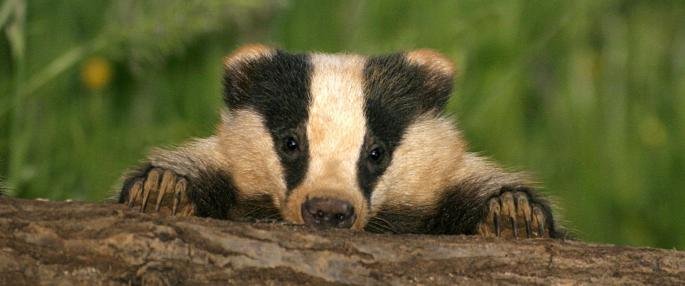 Badgers_23c39f_5494410.jpg