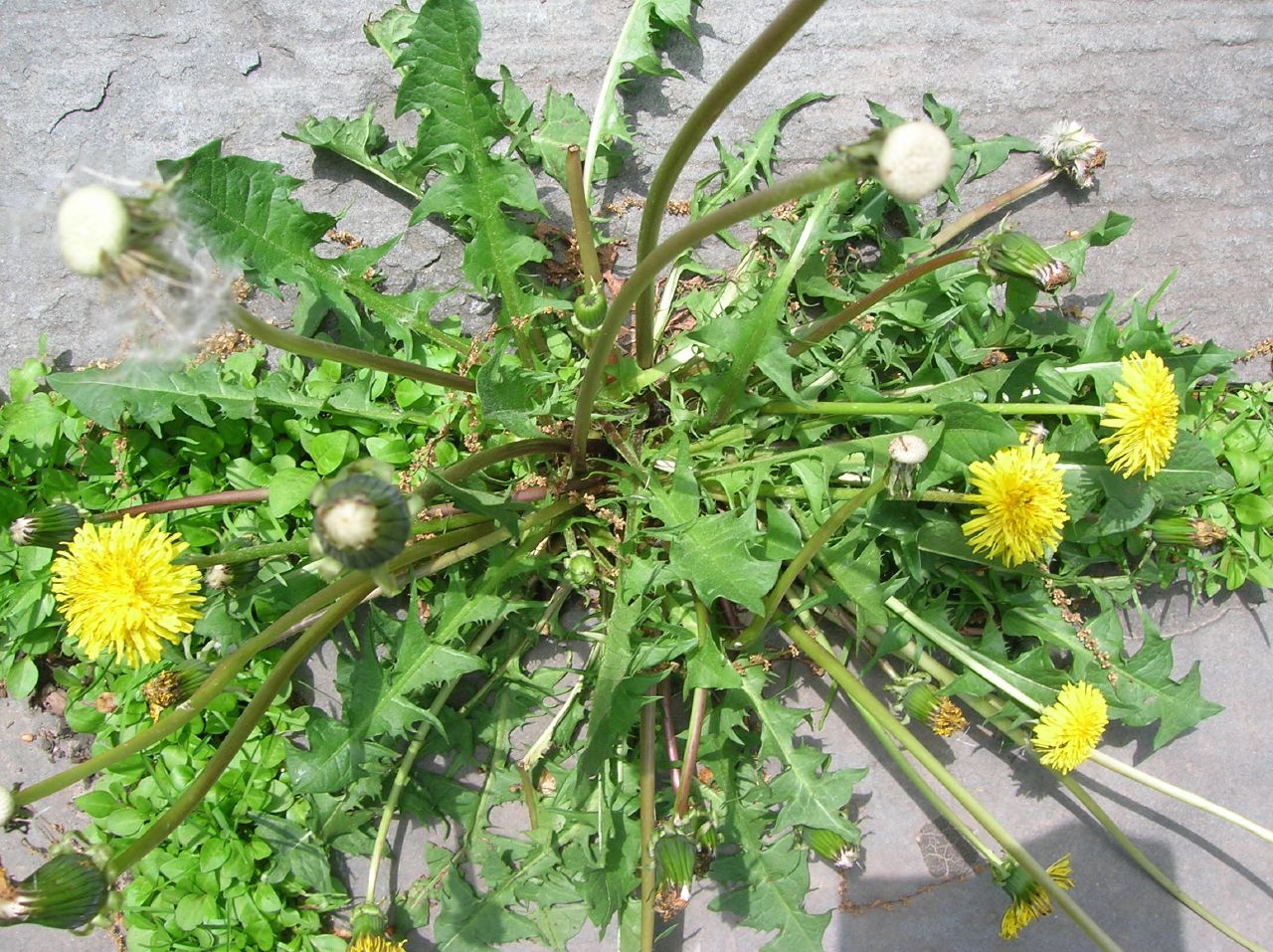 dandelion-weeds-by-aaron13251.jpeg