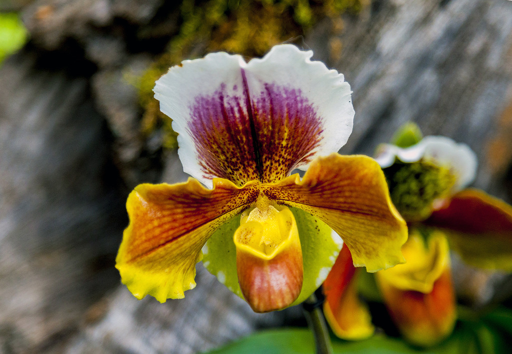 paph1crop1280.jpg