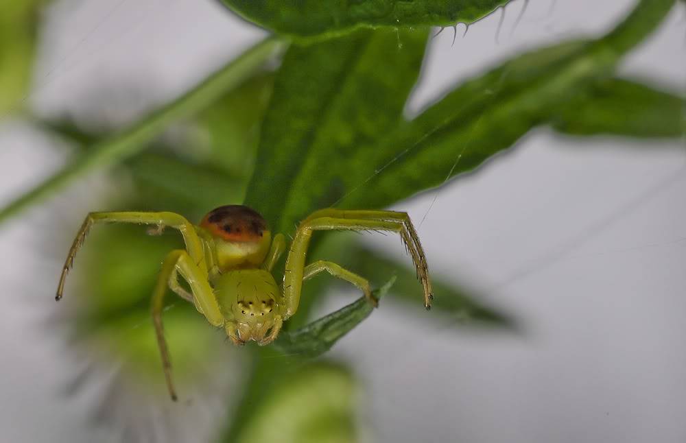 green-spider.jpg