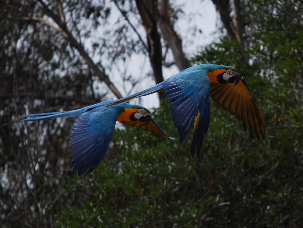 Macaws.jpg