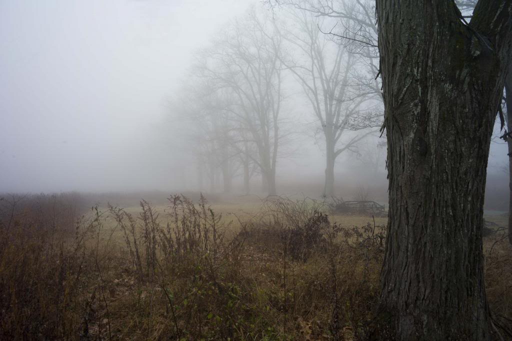 foggytrees2.jpg