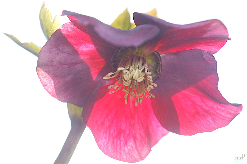 hellebore_zps9353961e.jpg