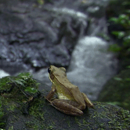 frog.gif