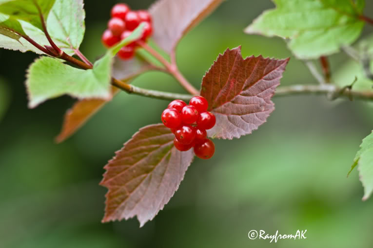 Berries08-06-08a.jpg