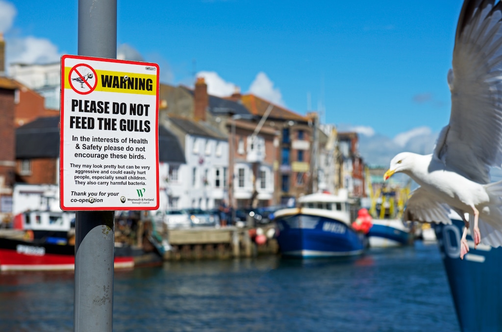 gull_sign_weymouth.jpg