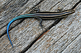 320px-Fivelined_skink.jpg