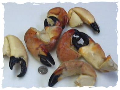 stone_crab_claws.jpg