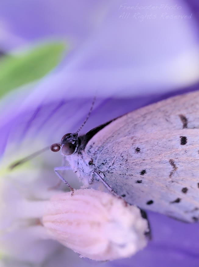 In-the-Purple-Pantry.jpg