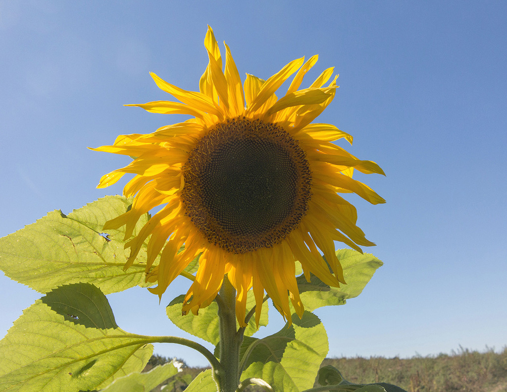 sunflower11280.jpg