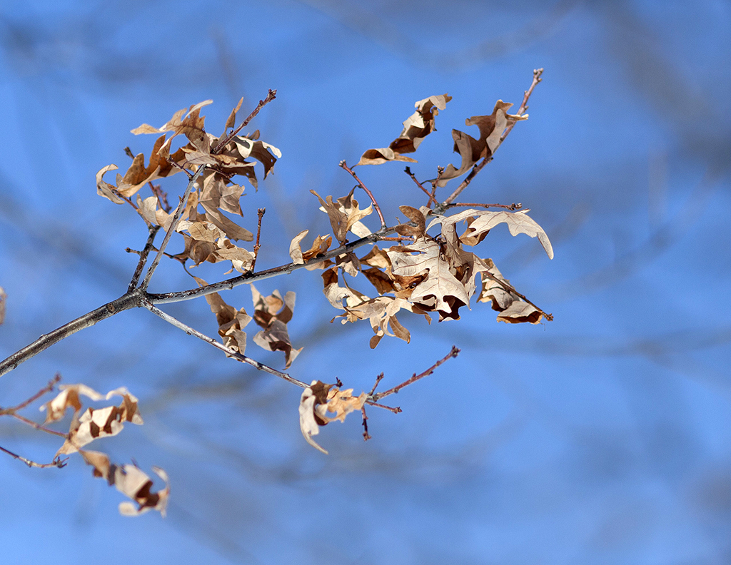 leftoverleaf21024crop.jpg