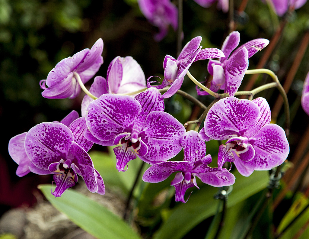 purplephal11024crop.jpg