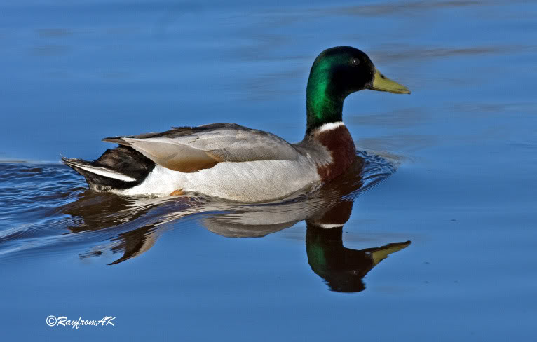 Duck_3907.jpg