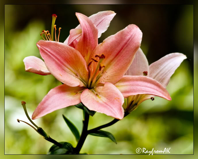 Lily08-06-08a.jpg