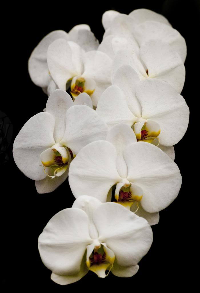 phal1_1rotatedc.jpg