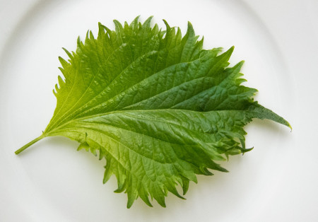 shiso-01-450x314.jpg