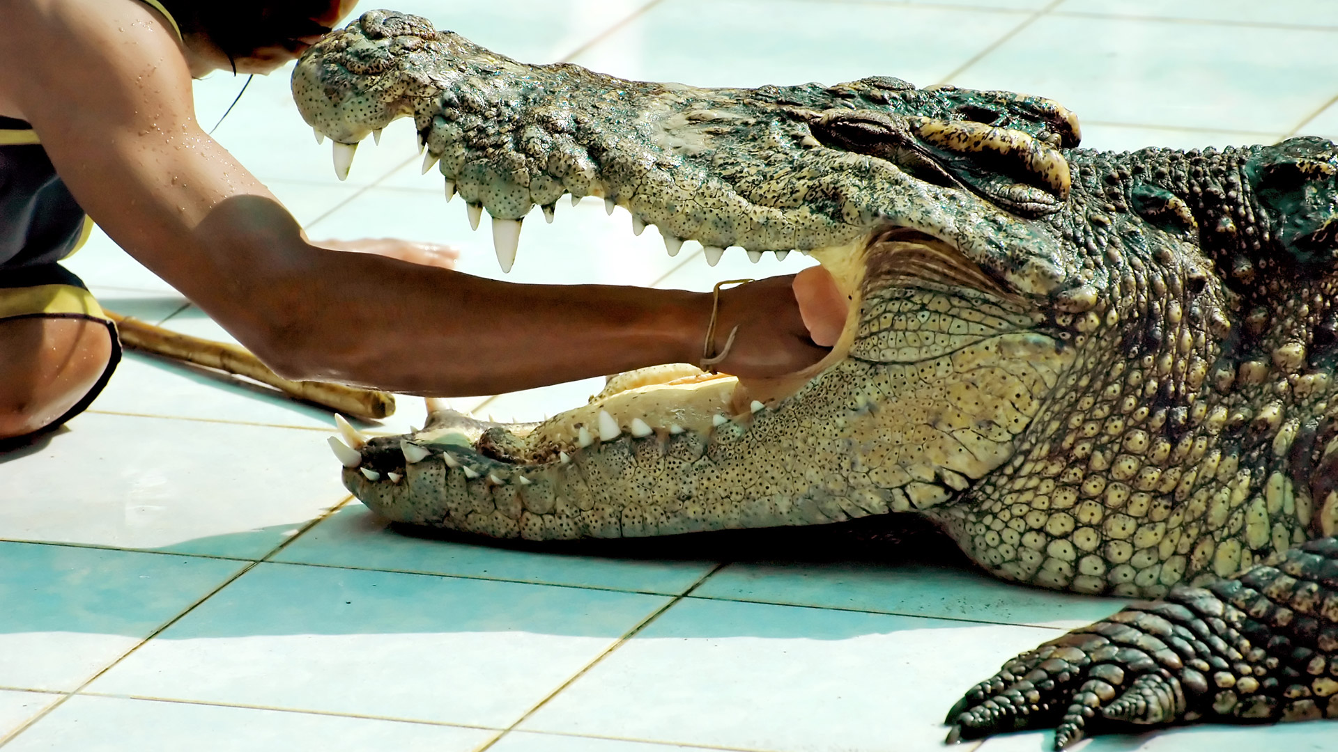 Koh-Samui-Thailand-Alligator-Show-Wallpaper-HD.jpg