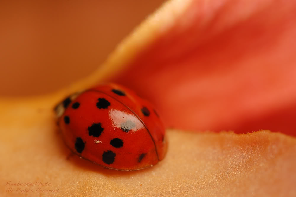 Ladybug_Back.jpg