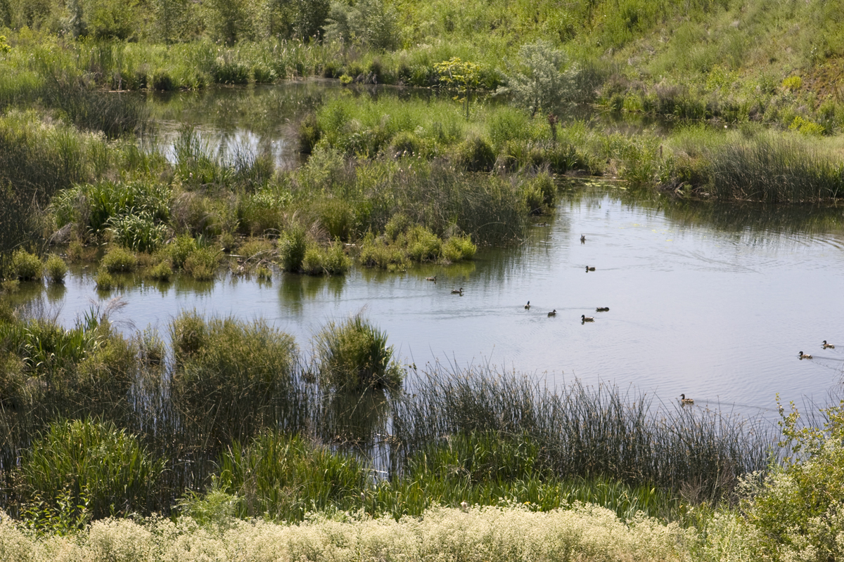 wetlandducks.jpg