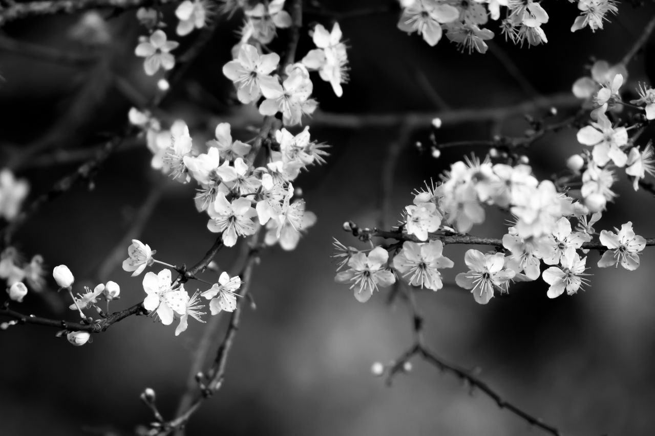 Tree_Flowers_B_W.jpg