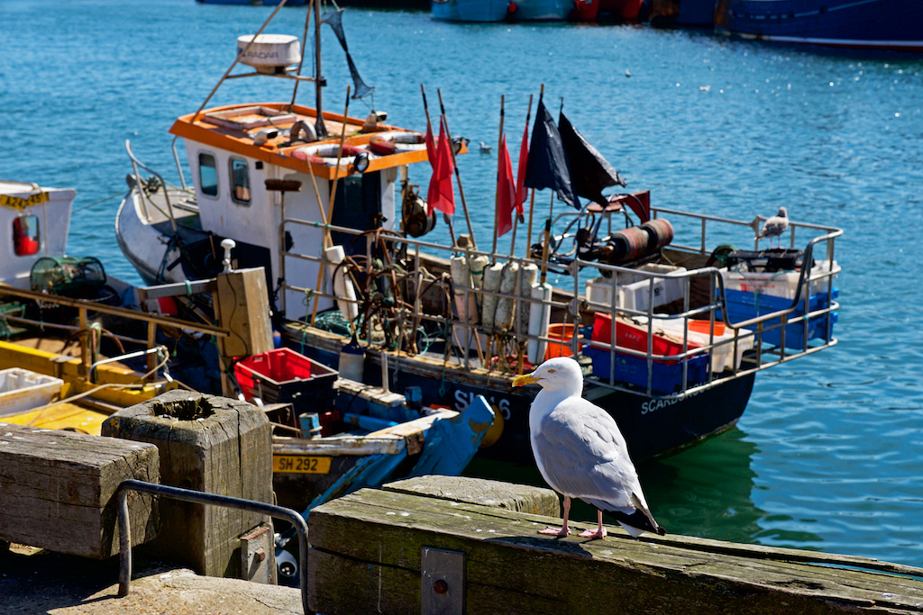 gull_scarborough.jpg