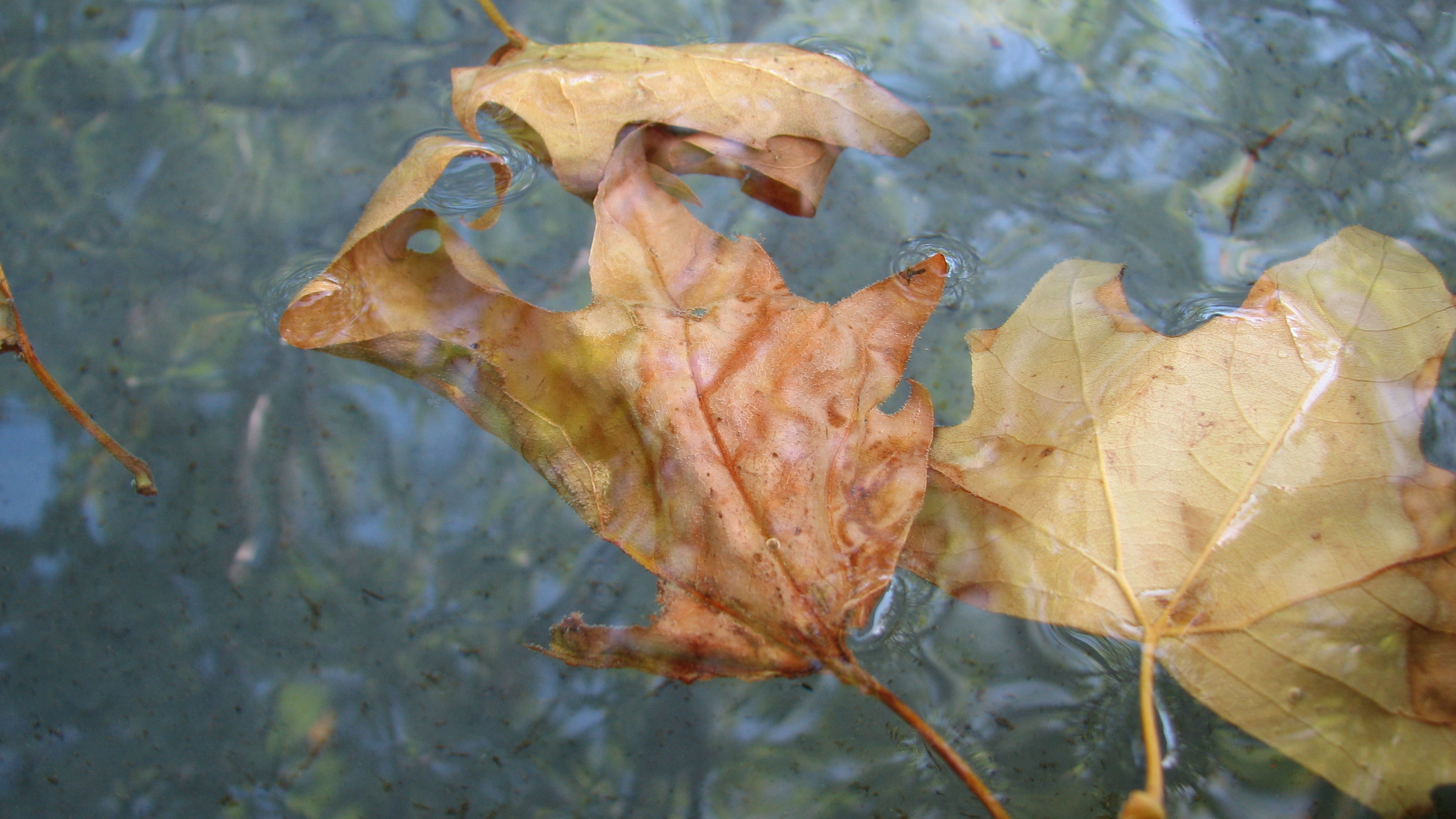 fallen_leaves_on_water_by_hunter336.jpg