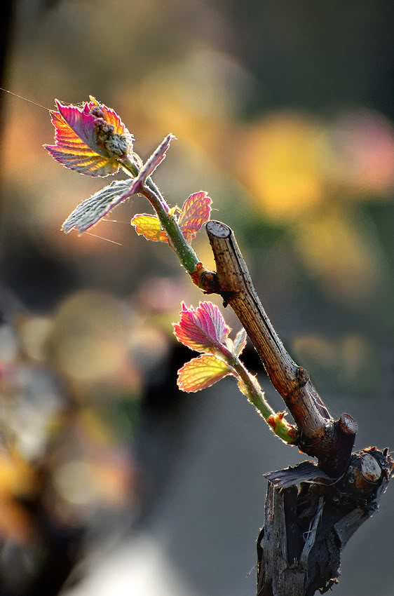 Grape-Leaves-web.jpg