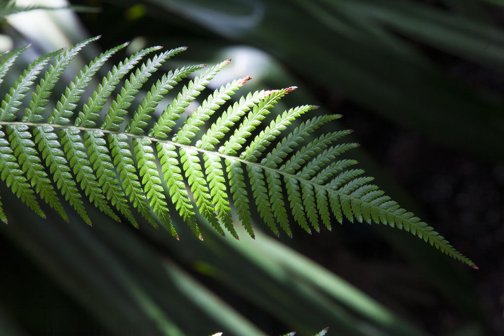 fernfrond.jpg