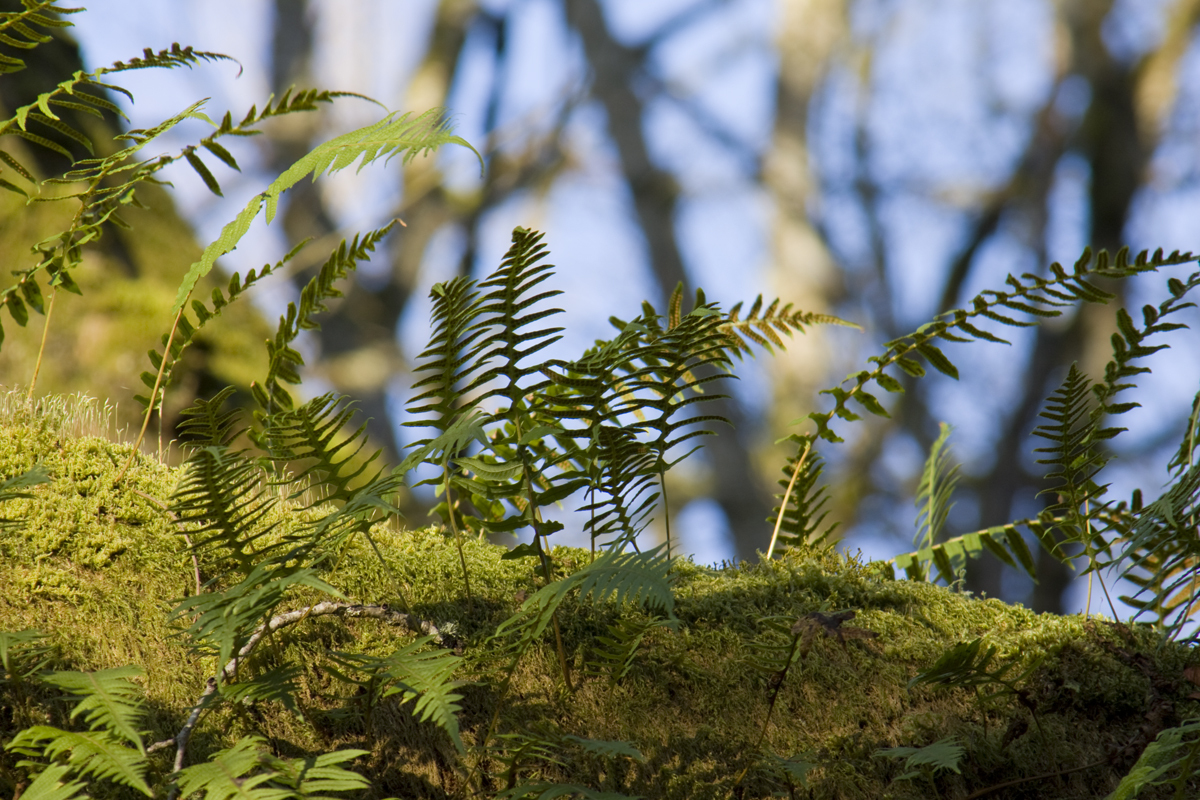 treefern2.jpg