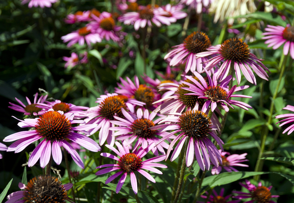 coneflower2c.jpg