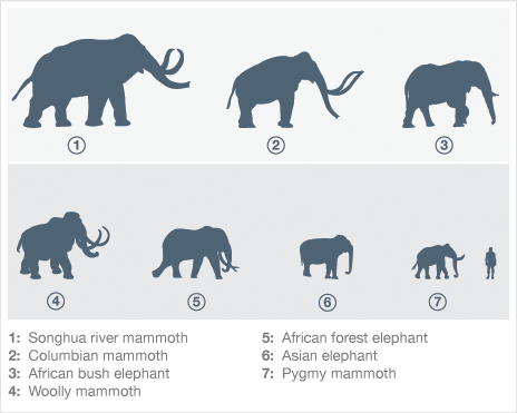 woolly-mammoth-size-comparison.gif