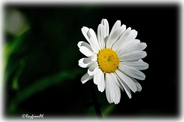 Daisy06-08.jpg