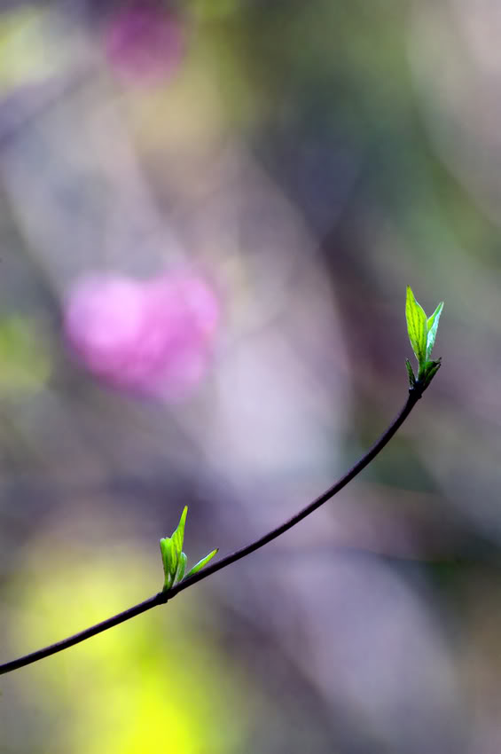 Spring-Bokeh.jpg