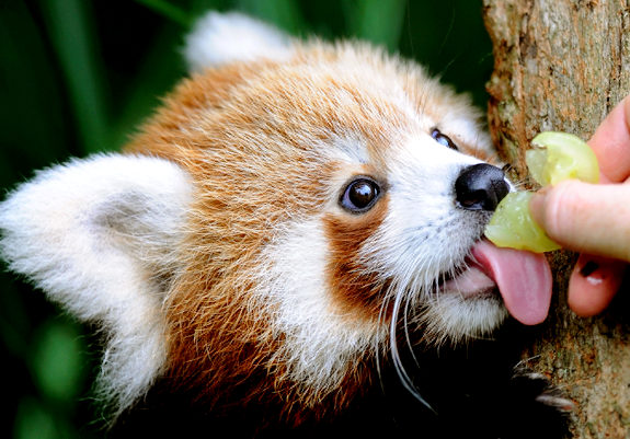 cute_red_panda_by_darkdeath21-d4es0bp.jpg