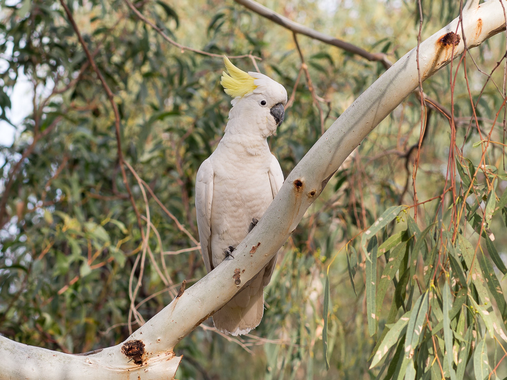 cockatoo.jpg