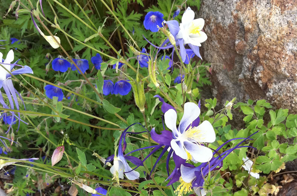 Columbine-iP4.jpg