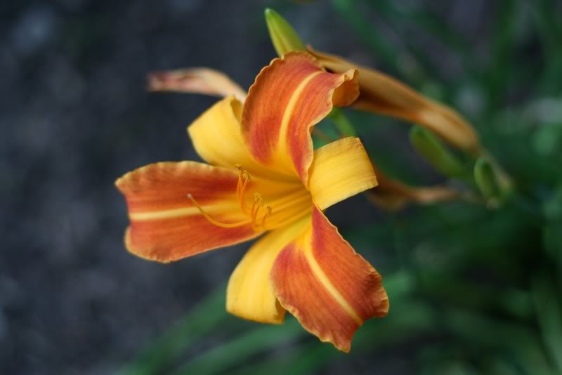 daylily.jpg