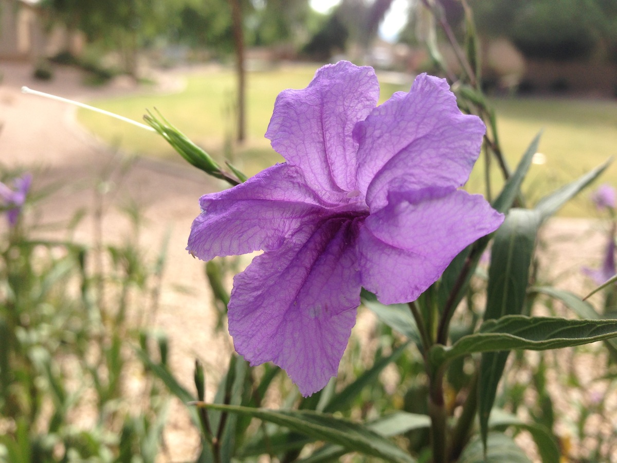 iPhone5-outdoor-flower.jpg